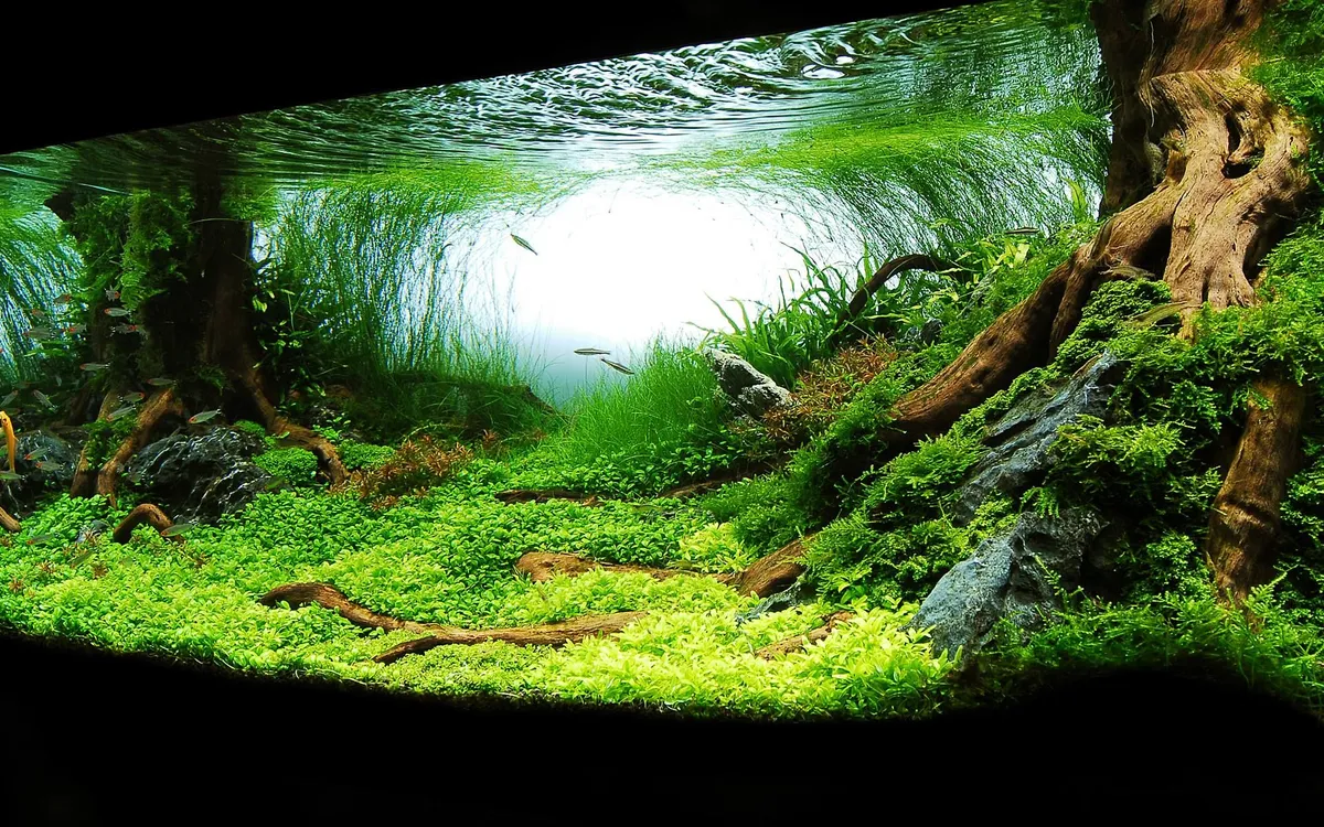 Community Fish