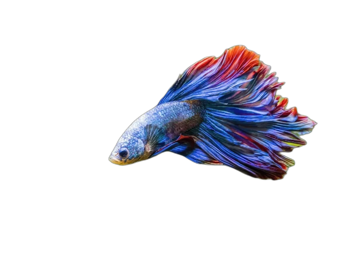 Betta Fish