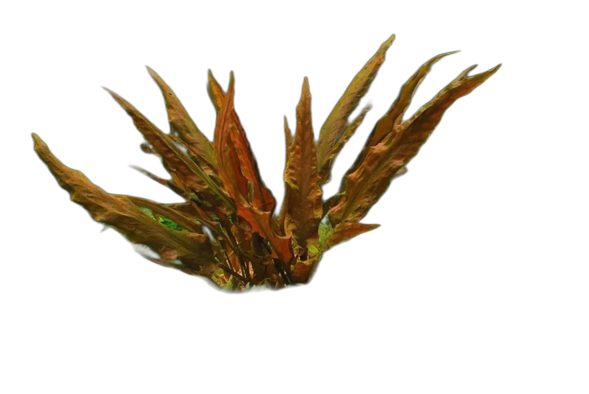 Cryptocoryne Wendtii
