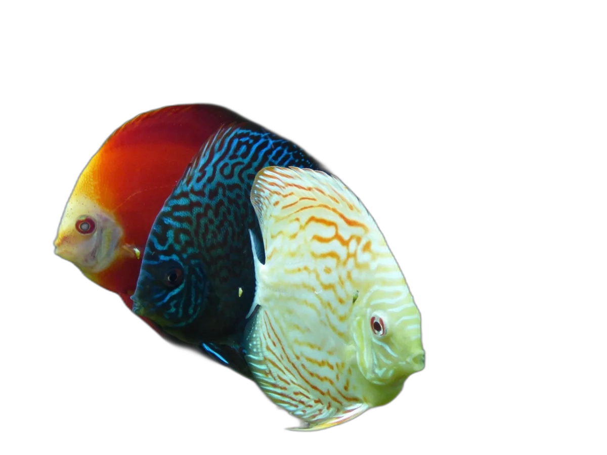 Discus Fish