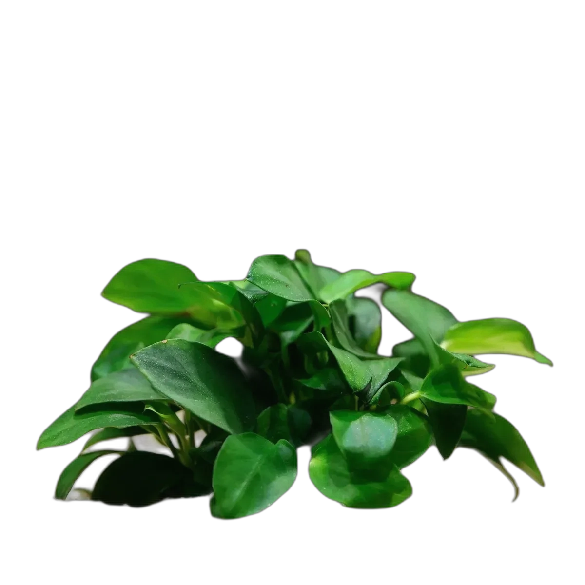 Anubias Nana Petite