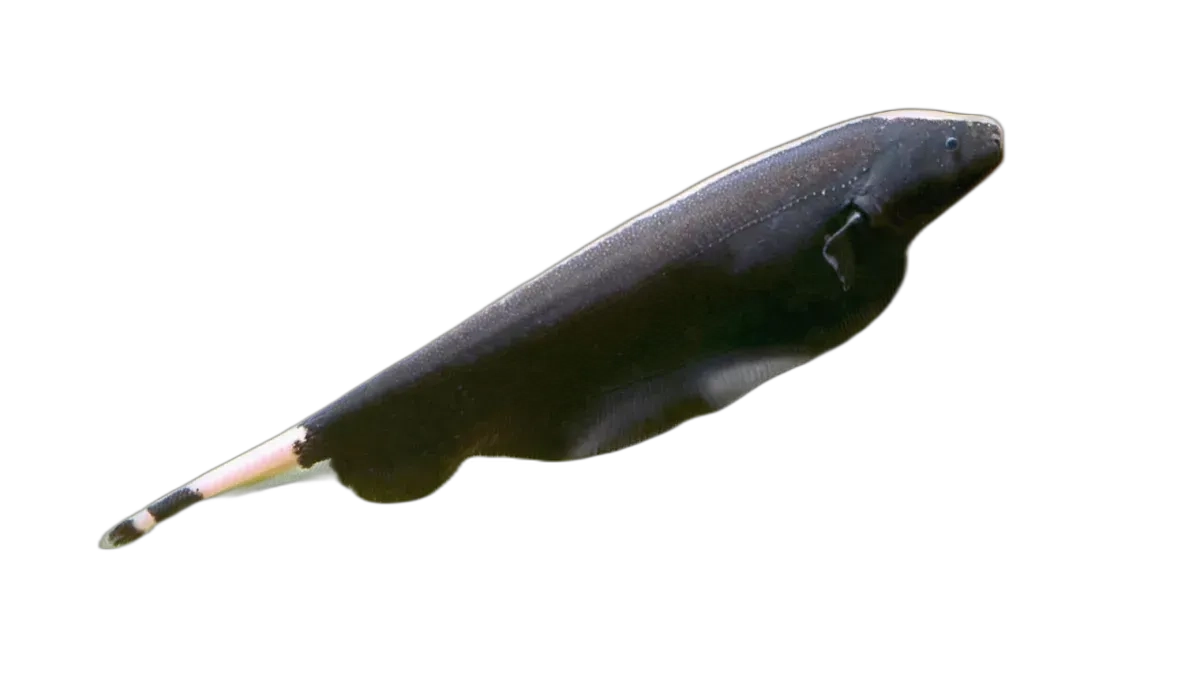 Black Ghost Knifefish