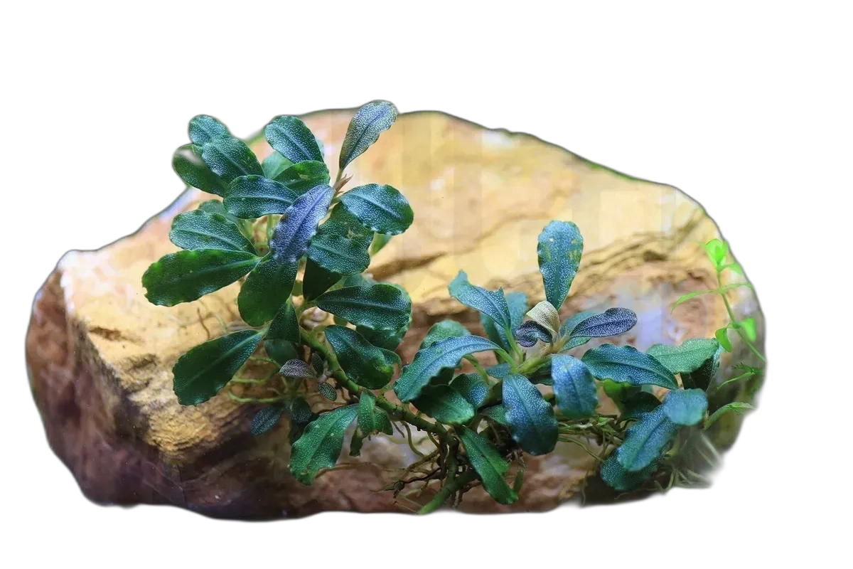 Bucephalandra Brownie