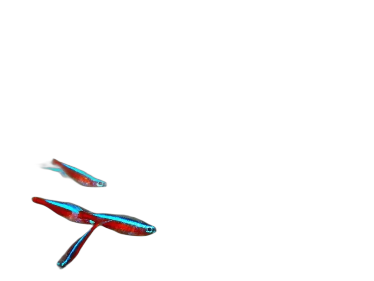 Cardinal Tetra