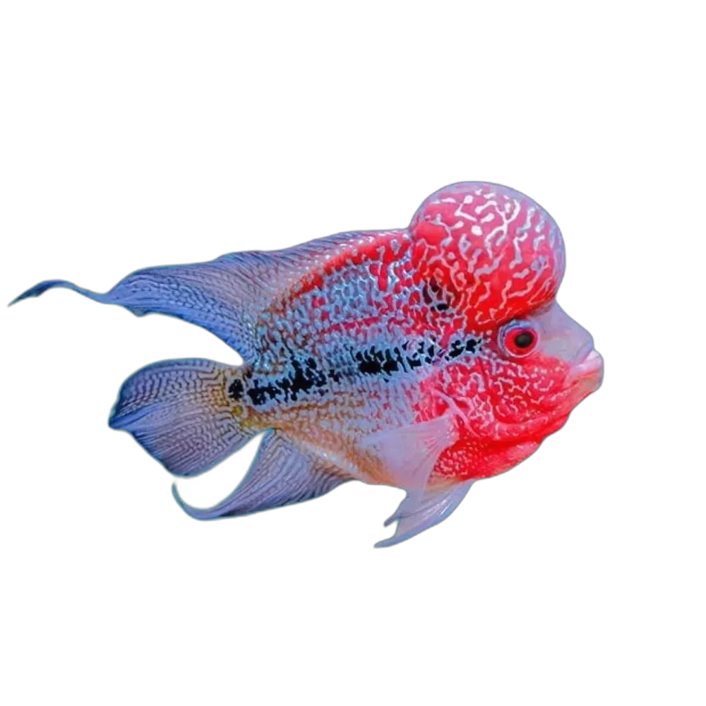 Monster Fish