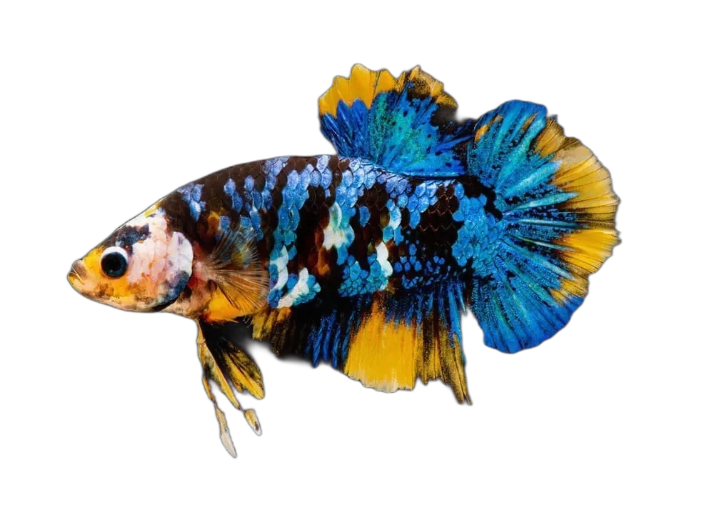 Galaxy Koi Betta