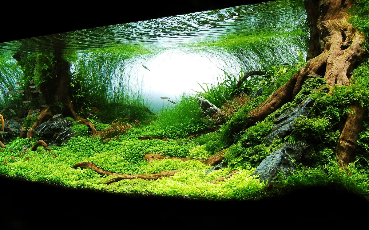 Aquatic Plants