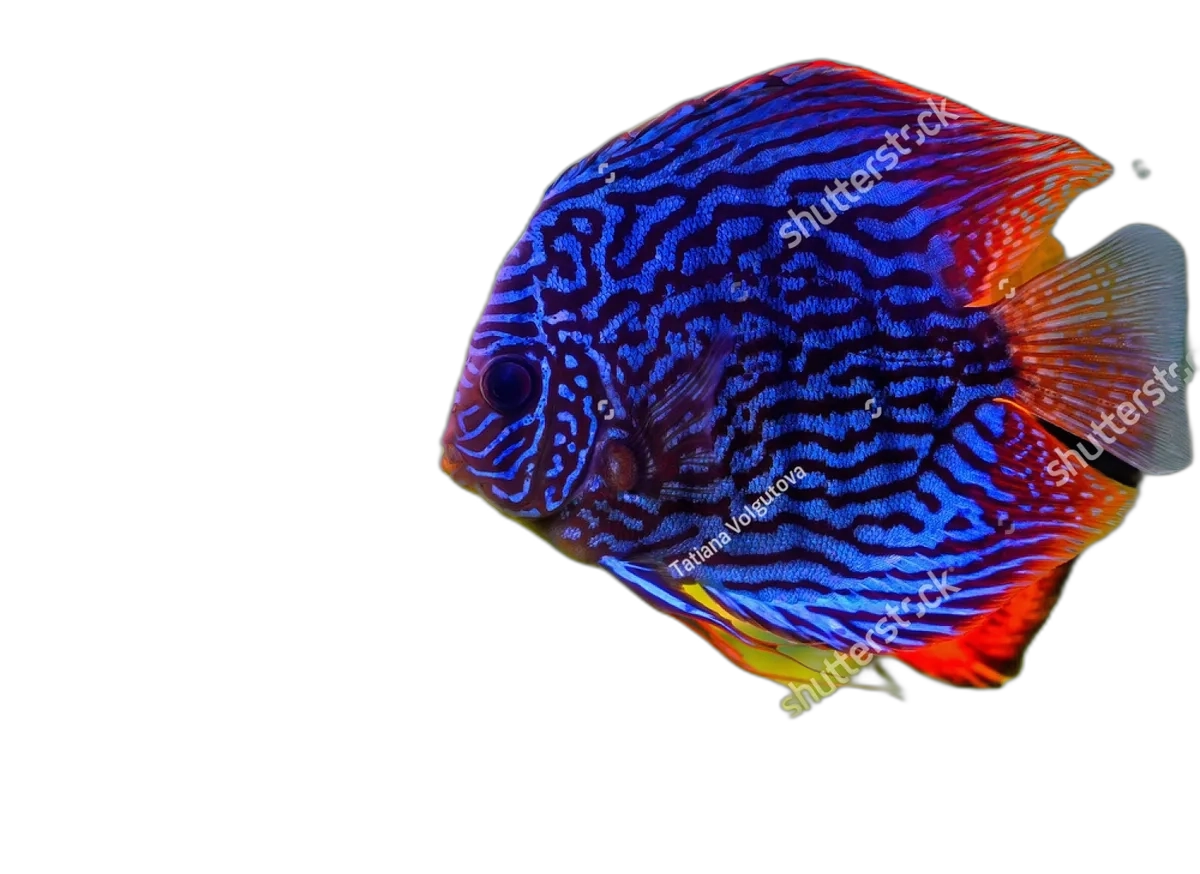 Royal Blue Discus