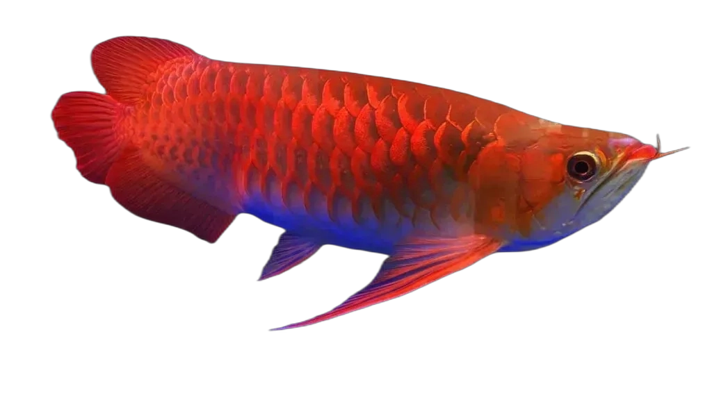 Live Fish